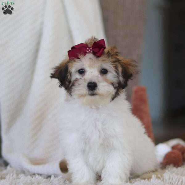 Lily, Shih-Poo Puppy
